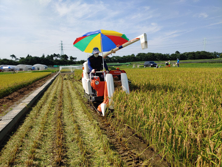 빠르미 20191023_1차 이앙(7월 27일-수확)