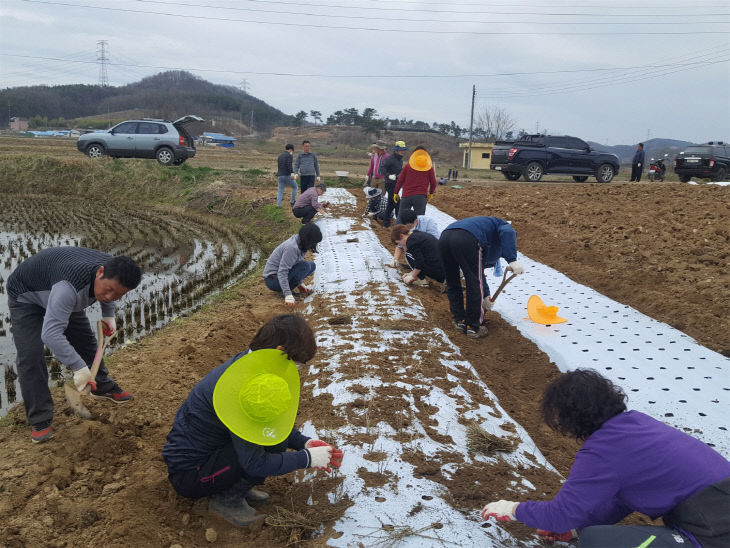 보도자료08_광시면 직원들이 구기자 묘목을 식재하는 모습01