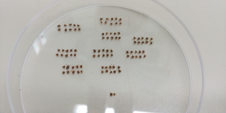 대전보건환경硏, 야외활동 시 진드기 주의당부 (1)