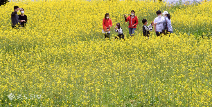 20200524-유채꽃 구경