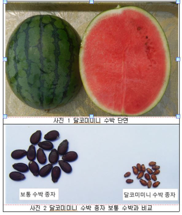 수박