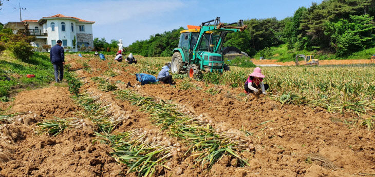 칠갑산 맛나마늘 수확