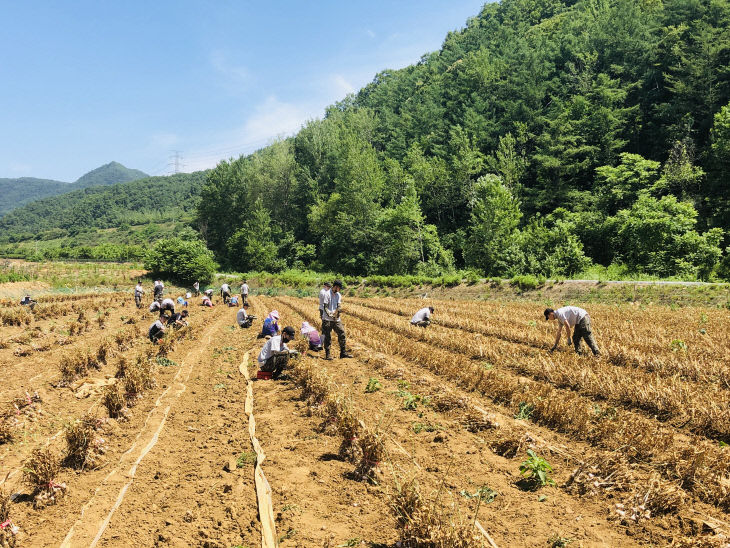 농협,3105부대 일손돕기 사진1