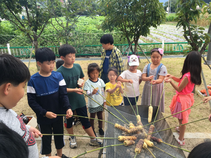 (외산마을학교) 우리 동네 옥수수 수확체험