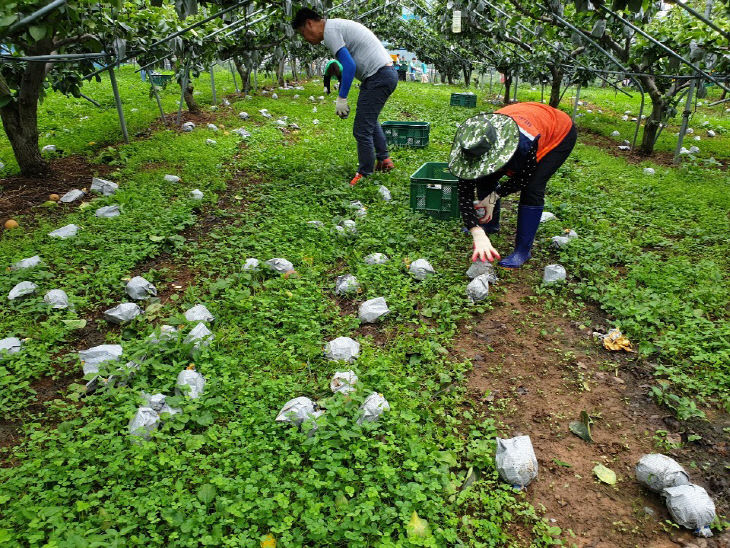 보령 낙과피해농가