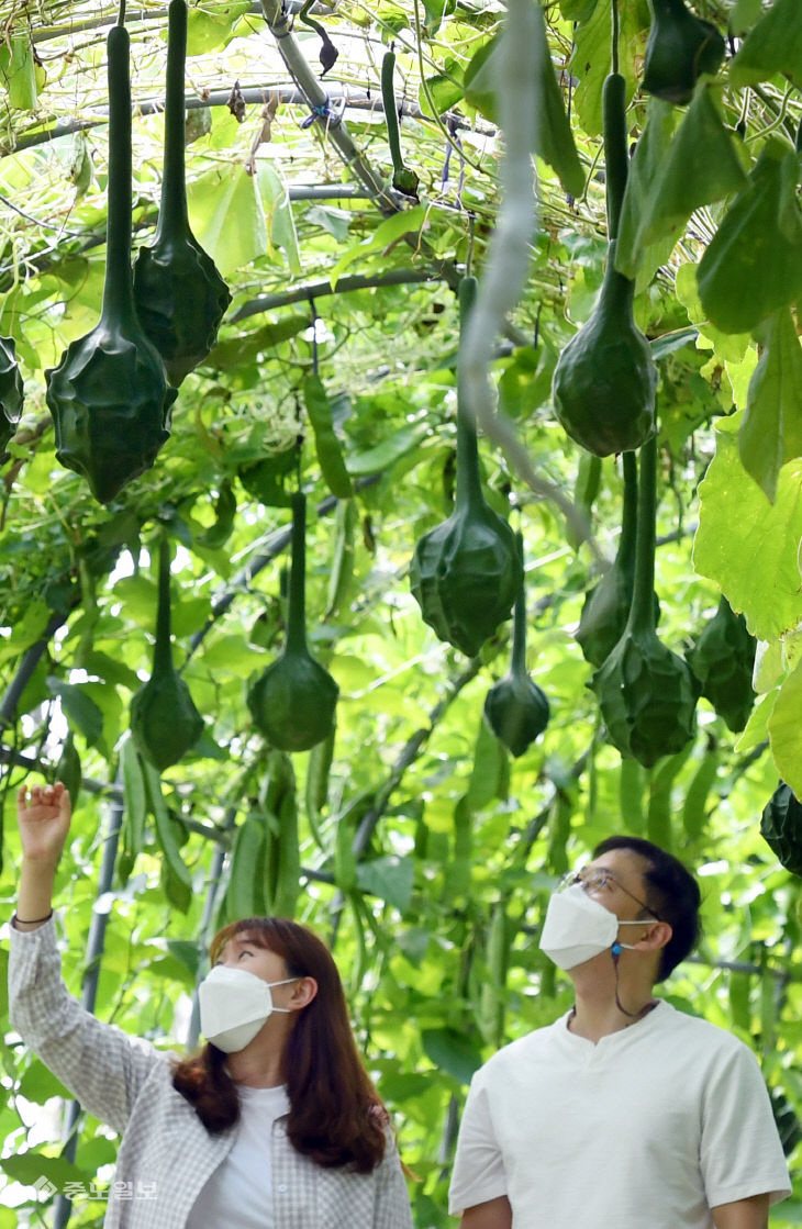20200908-조롱박2