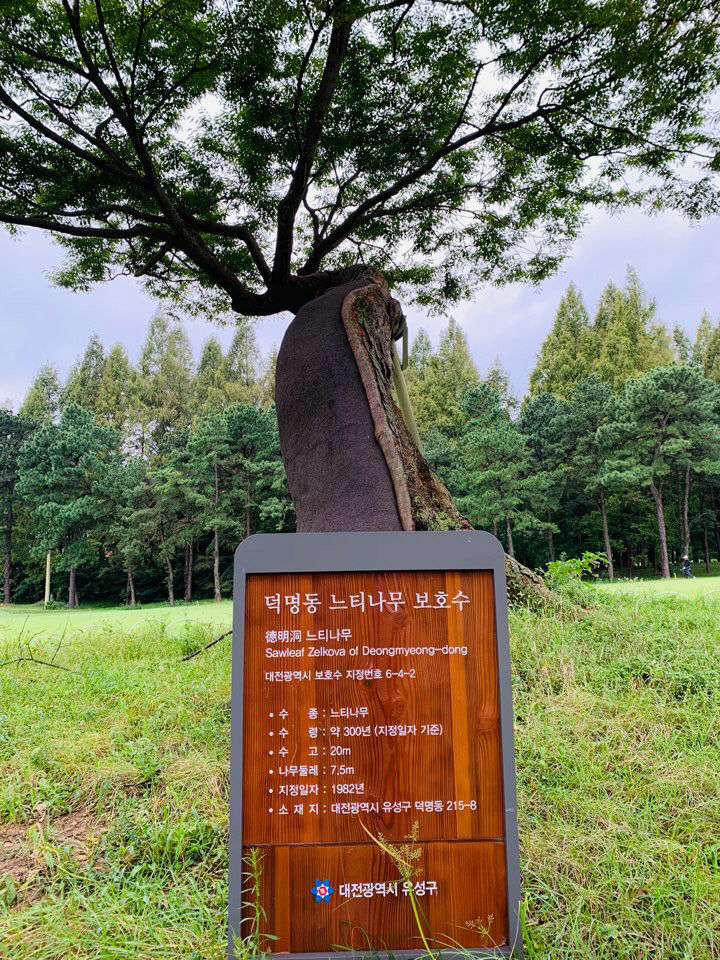유성 느티나무
