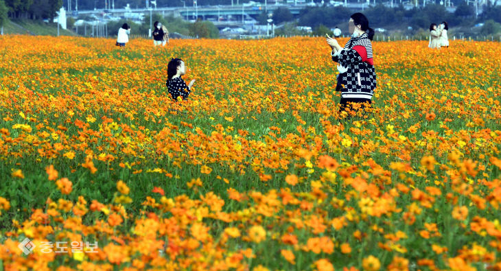 20201014-황하 코스모스 만개