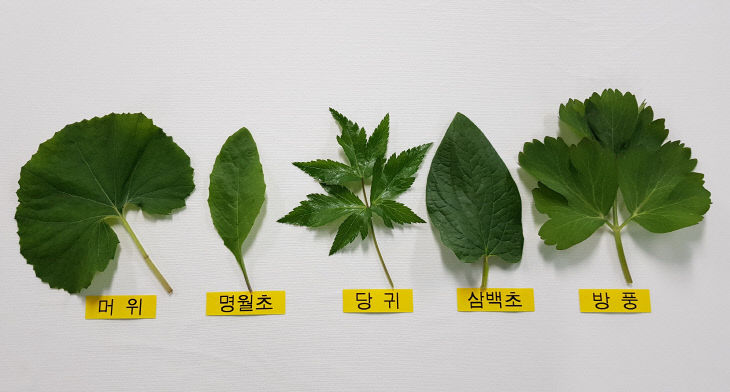 산채류 활용 ‘충북대표’ 가공식품 연구 본격 추진
