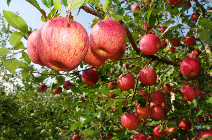 191024보도자료(청송사과 대표 품종 ‘부사’ 첫 출하!) (1)