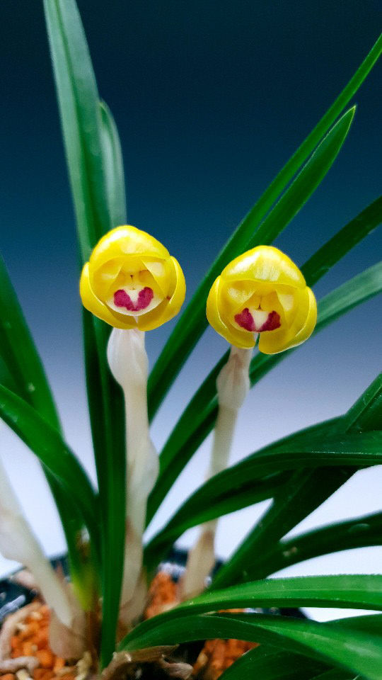 2021 한국난대전 대면행사 취소, 비대면 온라인 전시회