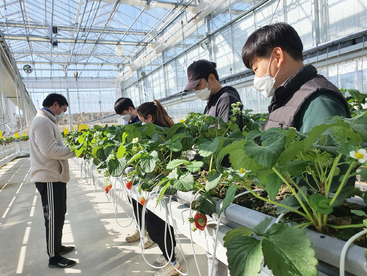 210326 청년농업인 맞춤형현장실습교육 (딸기1)