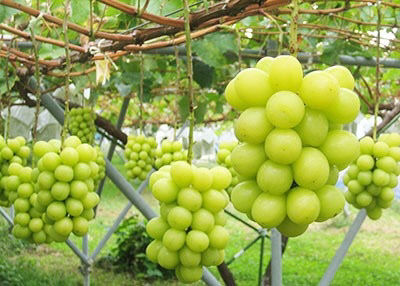 경북농식품_수출_급증1(샤인메스켓)