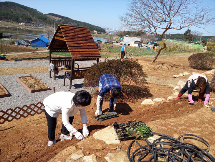 [태안 이원초] 관동분교장 행복공간에 꽃과 나무 심기-2