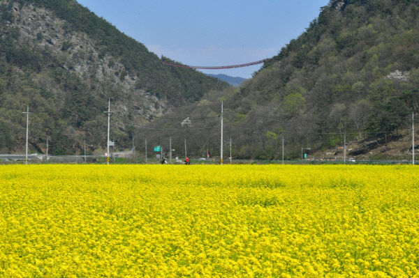 순창 0407 - 채계산 출렁다리 유채꽃 DSC_1446