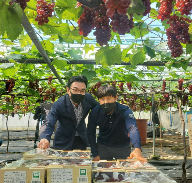 대전시 씨없는 포도‘델라웨어’첫 출하 (2)