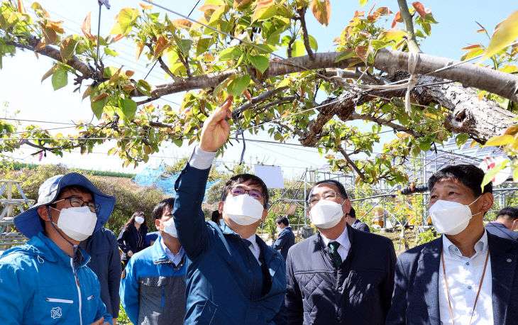 전남 나주 배 재배농가 방문한 허태웅 청장2