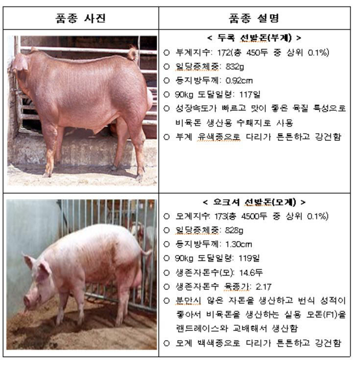 종돈