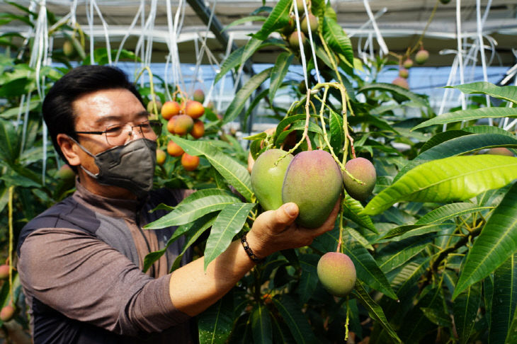 27-애플망고 수확(북평면 이상학씨 땅끝망고농장)(DSC05024