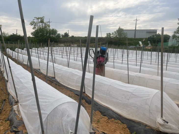 사본 -부직포터널 사진1