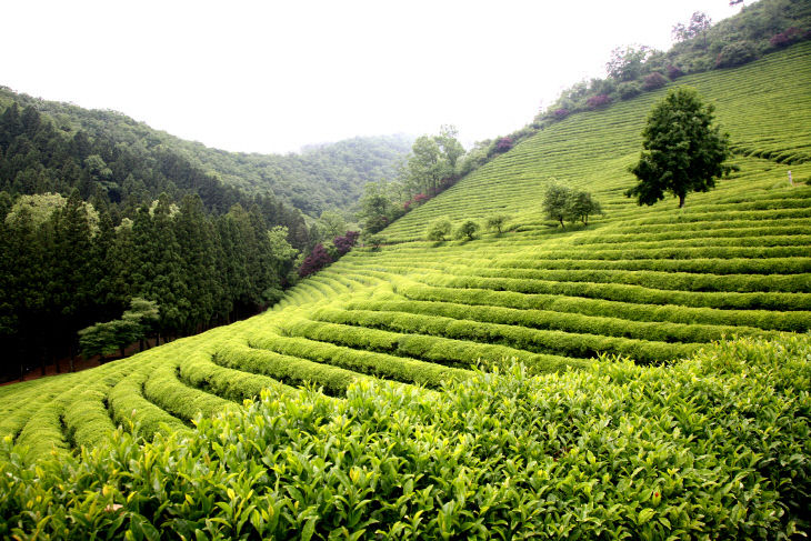 1. 보성군, 차 산업 미래 지도