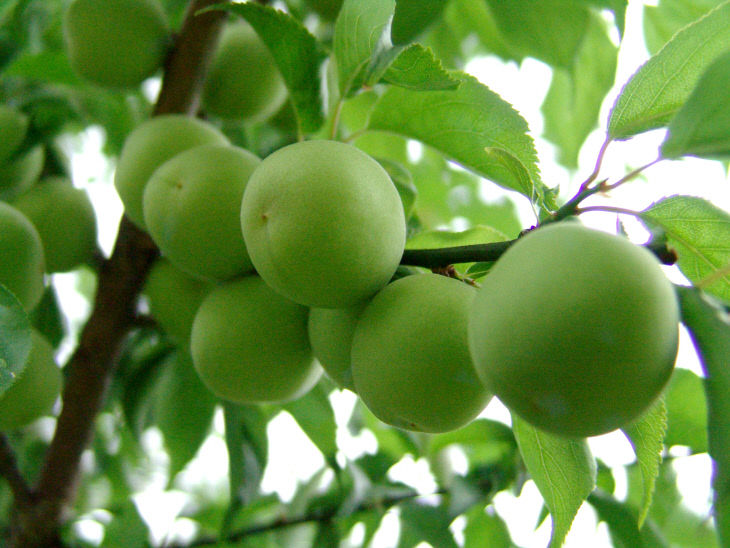 1.대한민국 명품 광양매실 본격 출하-매실원예과 4