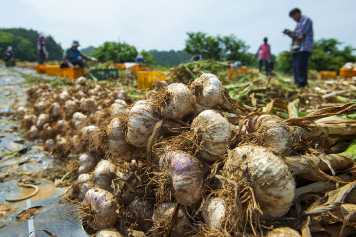 홍성마늘이 본격적인 출하를 앞두고 수확에 들어갔다.