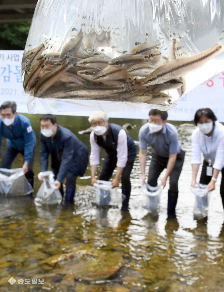 20210616-감돌고기 방류2