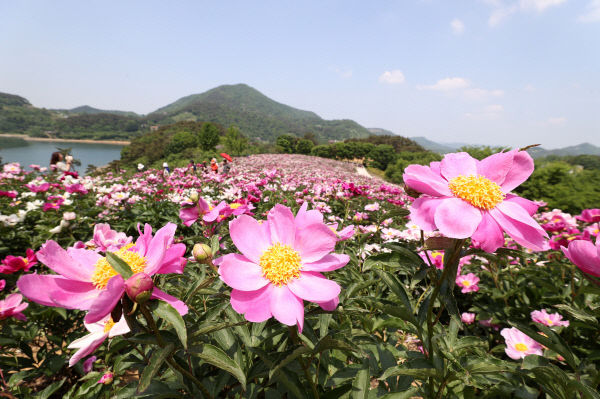 1. 임실군, 옥정호 아름다운 작약꽃 활짝…탐방객 인기