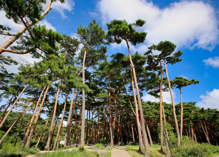 충남관광 100선- 안면도자연휴양림