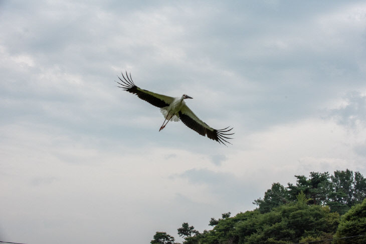 예산황새