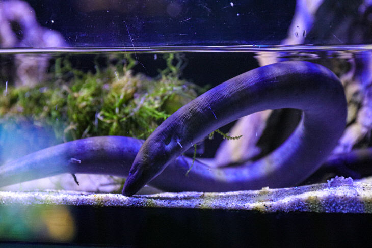 보도1)새로 입식한 임파우마