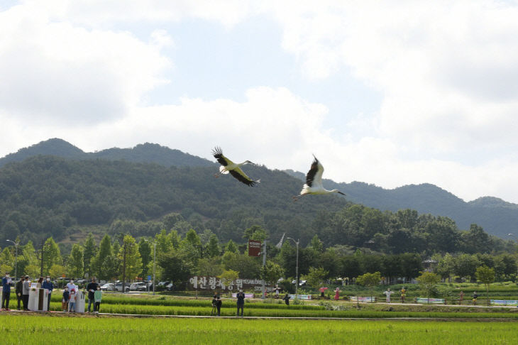 1.제2회 예산황새축제 황새 야생복귀행사