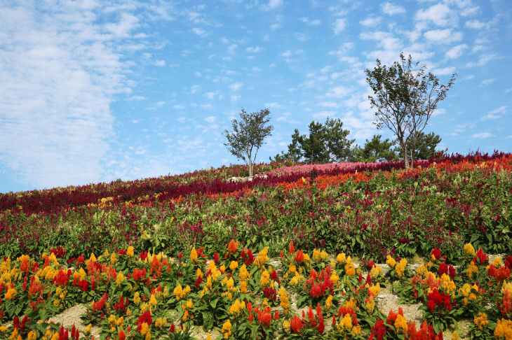 크기변환_2020_증도_병풍도_맨드라미