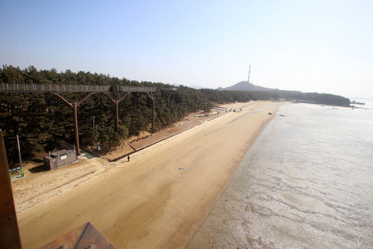 해안가를 따라 조성된 장항 송림숲