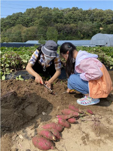 고구마2