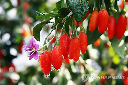 C0A8CA3C00000150DA909CC700047DAF_P2