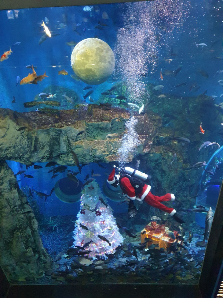 보도1)대형수조 크리스마스 트리와 산타2