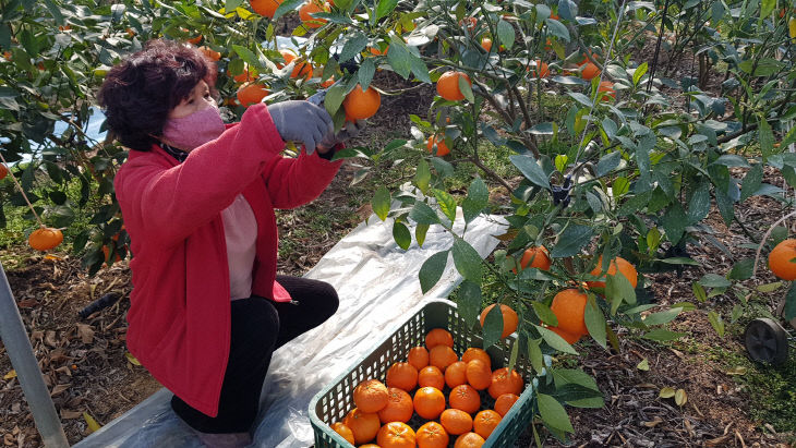 오명택씨 농가 레드향 수확