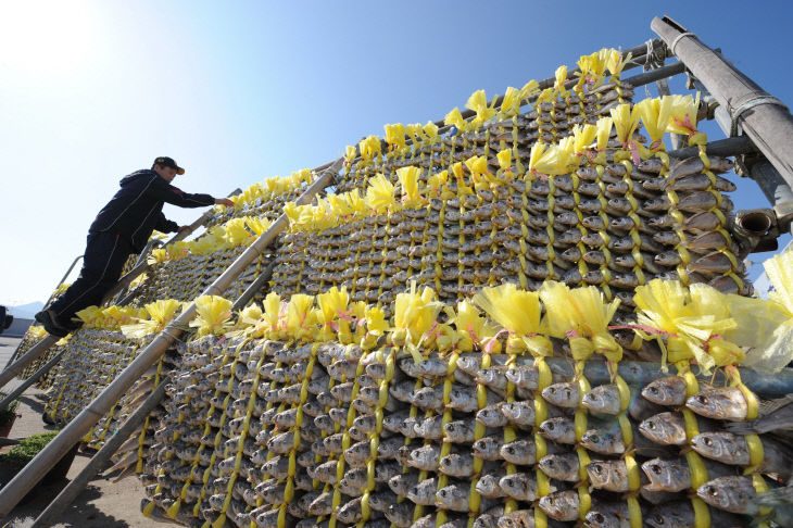 1.영광굴비 작업사진