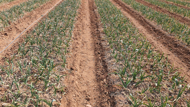 서천, 가뭄으로 월동작물 피해 우려