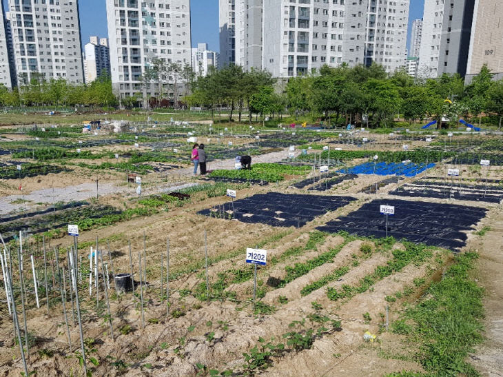 사진2) 지난해 운영한 관저 텃밭 사진