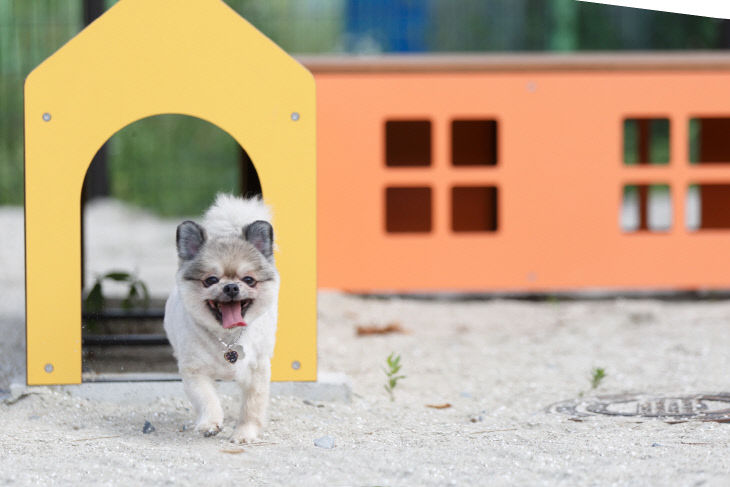 1.강아지가 반려견 놀이터에서 뛰어노는 모습
