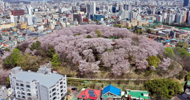 20220410-테미공원 벚꽃