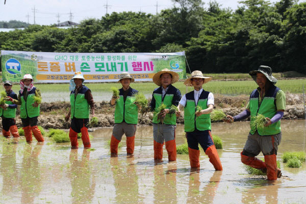 고창군 토종종자 손모내기