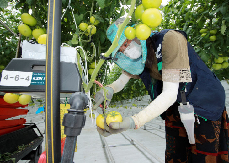 스마트팜 토마토 수확 1