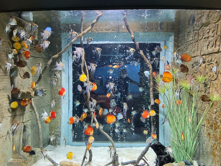 보도1)다누리아쿠아리움 아메리카 수조