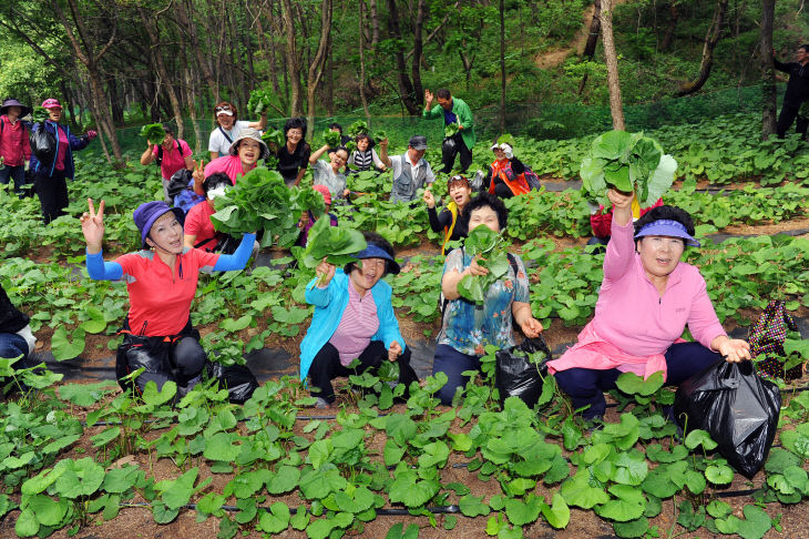 2012청춘양구곰취축제-곰취노지채취체험20