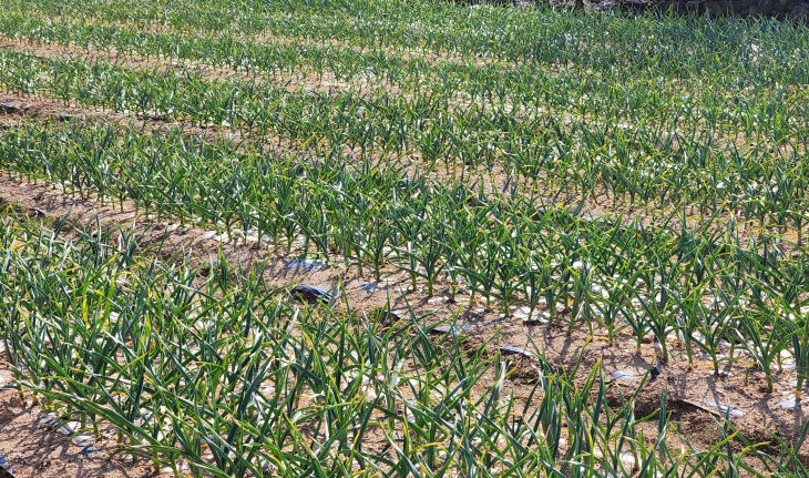 청양군, 마늘 양파 다수확 관리 방법 홍보