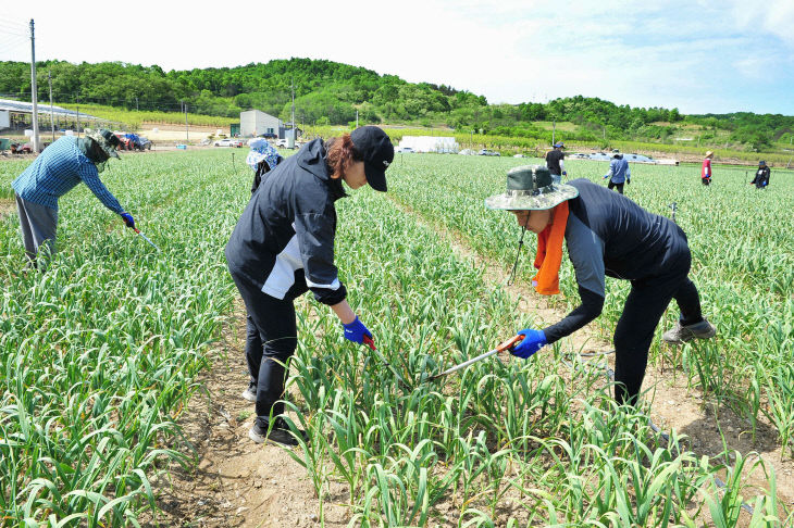 220511_2022년 봄철 농촌일손돕기_농정과 (3)